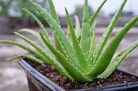 Sábila-Aloe Vera